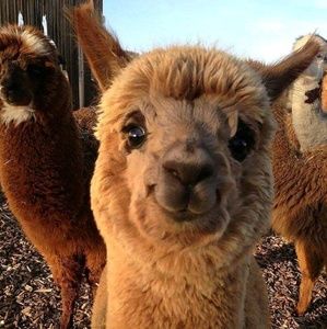 Meet your Posher, Ashleigh